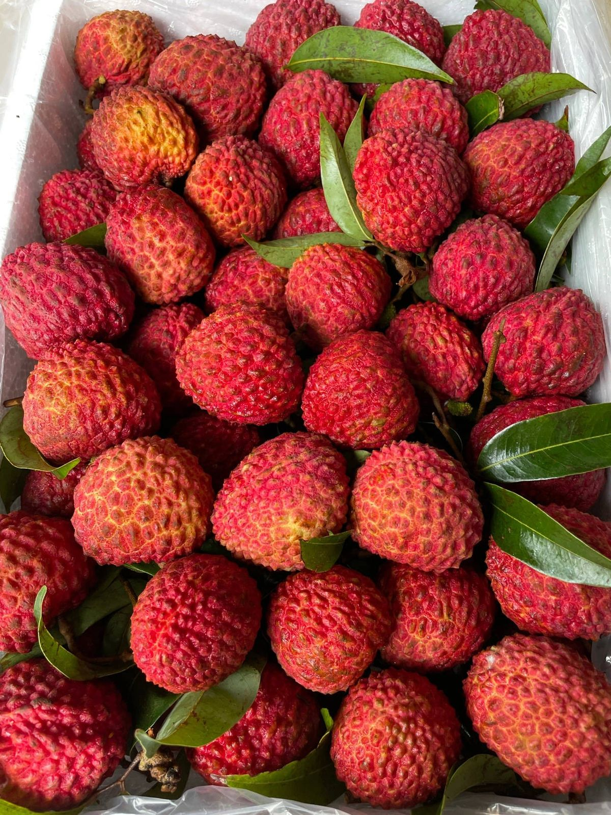Lychee Large Box — fresh delivery across Scotland by RM Mangoes